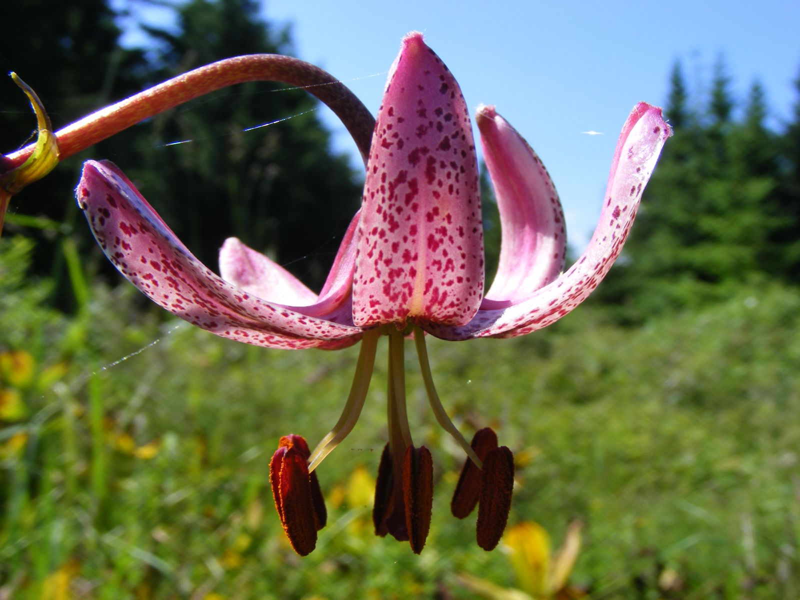 Lilium martagon k