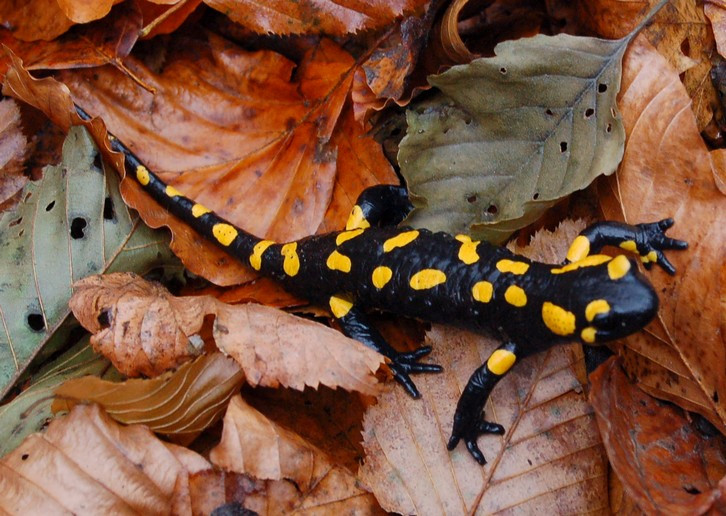 salamandra salamandra